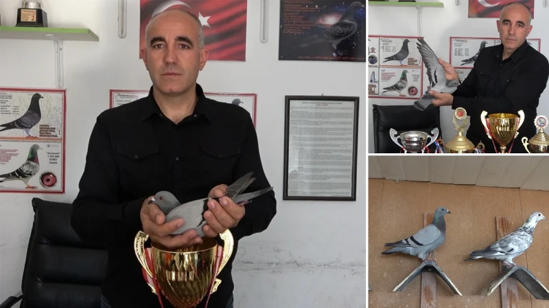 Bin kilometreyi bir günde uçtu: Osmaniyeli şampiyon güvercin Akdeniz’in kralı oldu