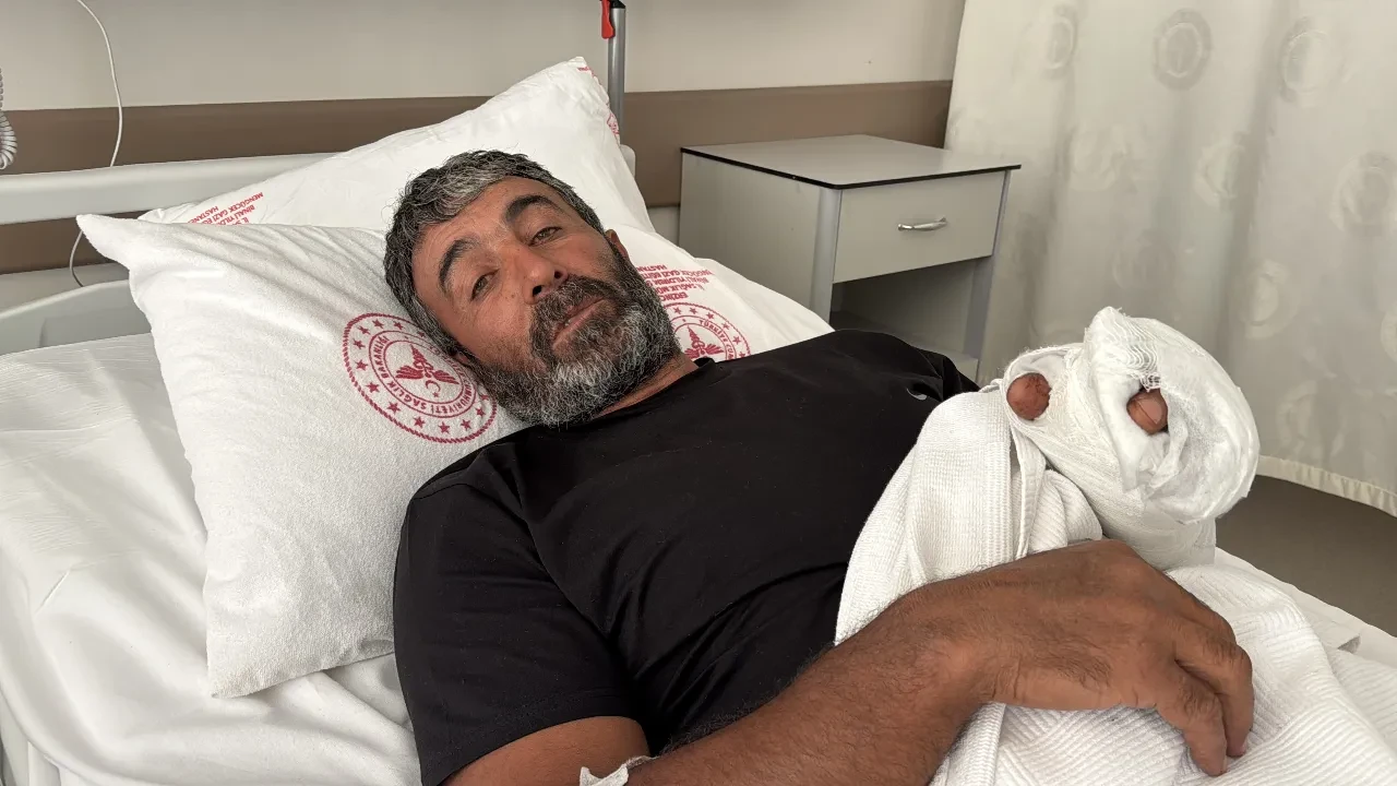Ayçiçeği tarlasında ayı saldırısı! Kürekle dakikalarca mücadele etti