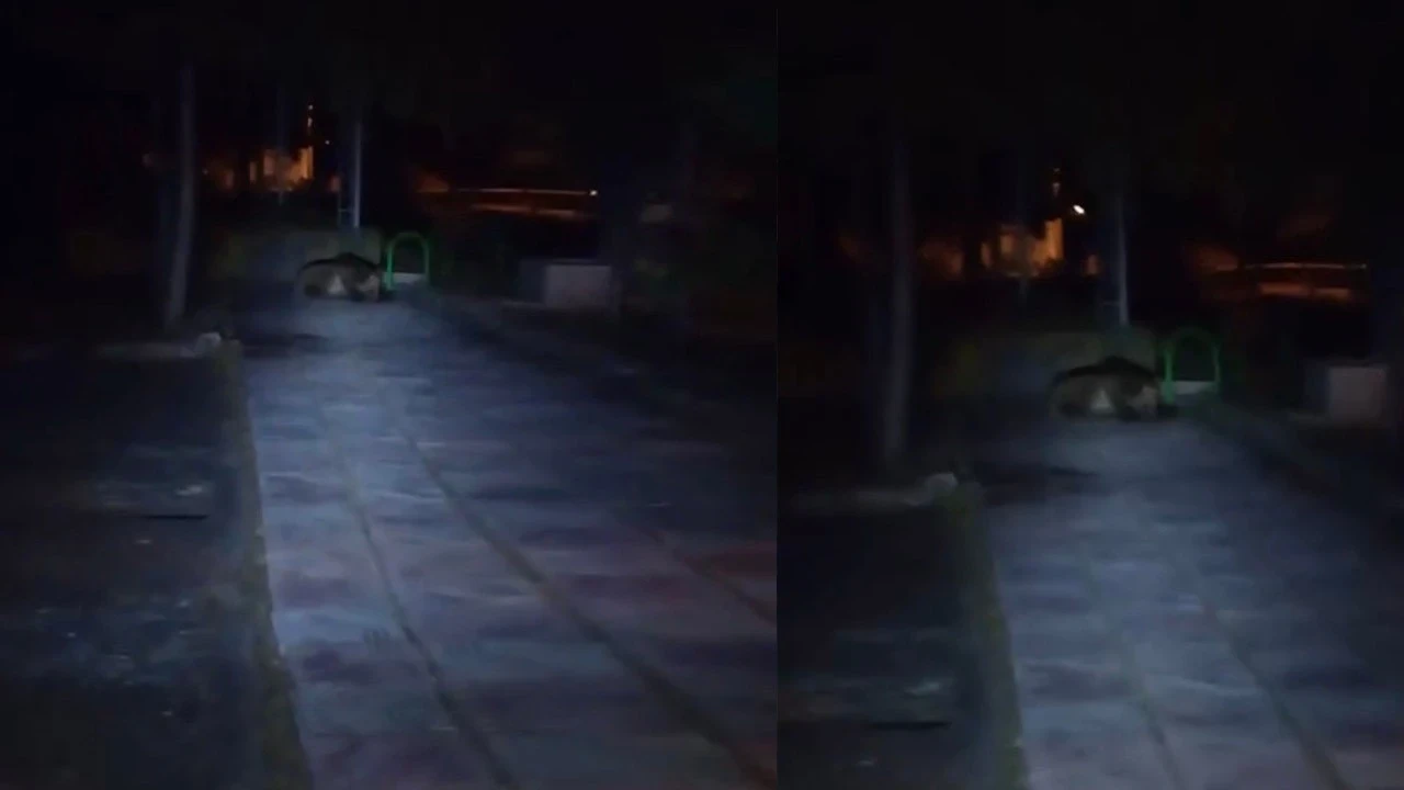 Bolu'da çocuk parkında gece ortaya çıktı! Görenlerin tüyleri diken diken oldu