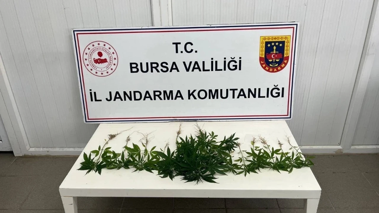 Evlerden uyuşturucu ve kenevir çıktı: 3 şüpheli gözaltında