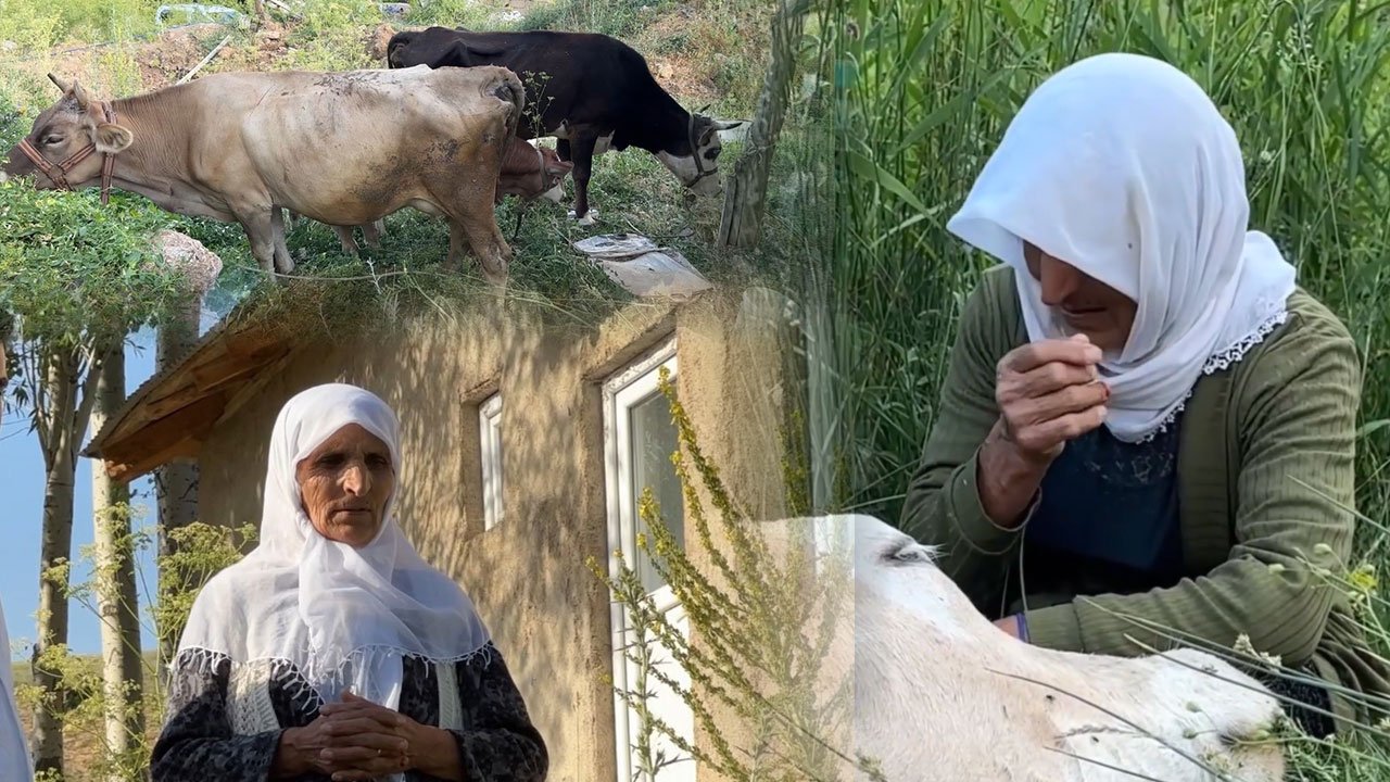 Ayni Teyze'ye yardım eli uzandı! Uçurumdan düşen ineği için gözyaşı dökmüştü