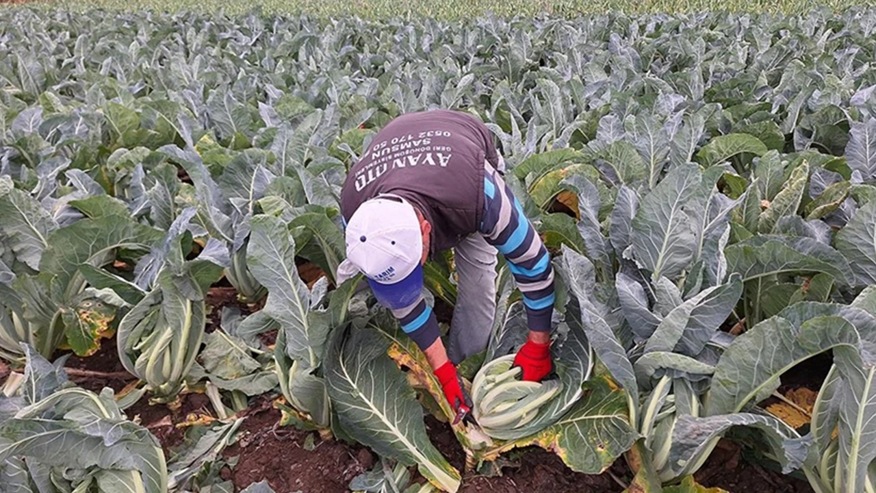 Bafra Ovası'nda hububat hasadı başladı