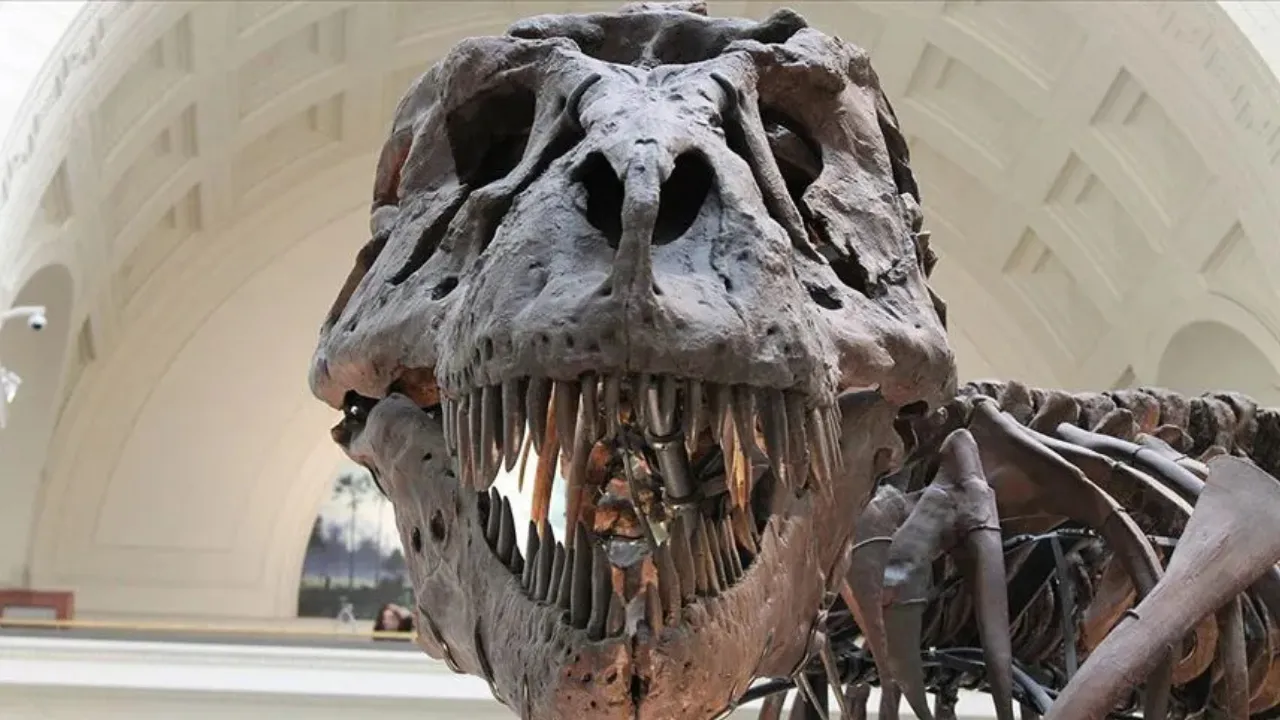 67 milyon yıllık dinozor iskeletine rekor fiyat! 10 dakikada alıcı buldu