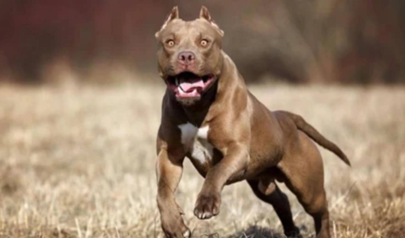 Almanya'da pitbull saldırısına uğrayan 4 yaşındaki çocuk yaşamını yitirdi