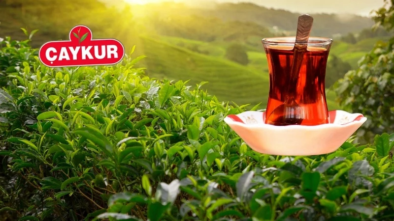 ÇAYKUR'un birinci sürgün yaş çay alımları devam ediyor