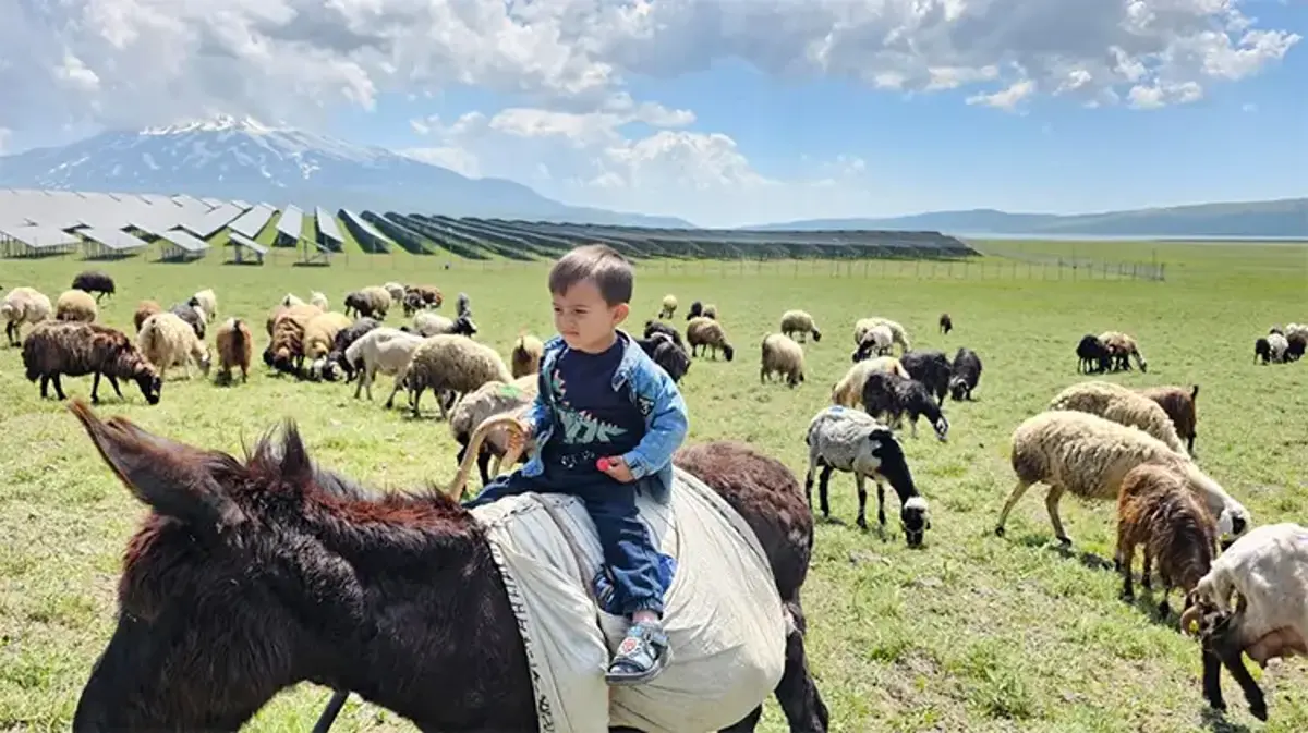 Bitlis'te hareketlilik başladı! Van Gölü kıyısından 2 bin rakıma büyük kaçış...