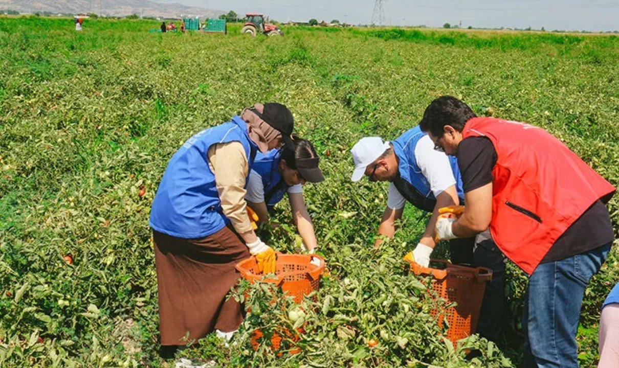 Coğrafi işaretli ürün bu yıl 700 ton üretildi! Tarlada kilosu 50 lira