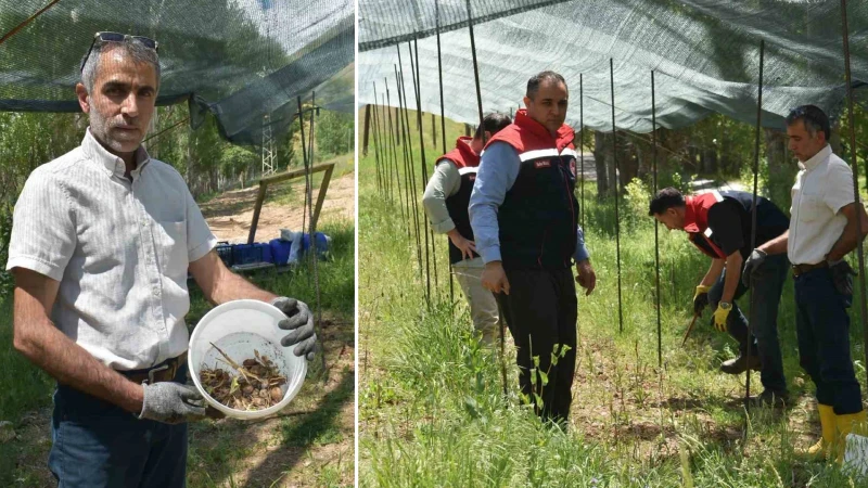 Tarladan servet çıkıyor: Bayburt'ta ilk kez denendi, kilosu 13 bin lira oldu