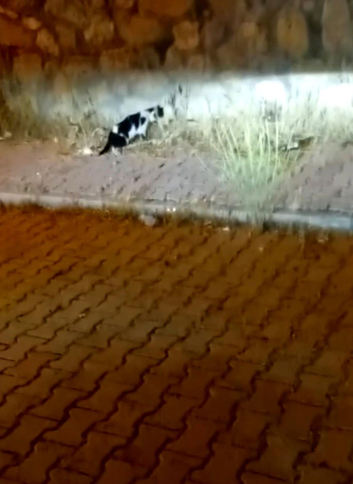 Elazığ'da kedi ile yılanın mücadelesi kamerada
