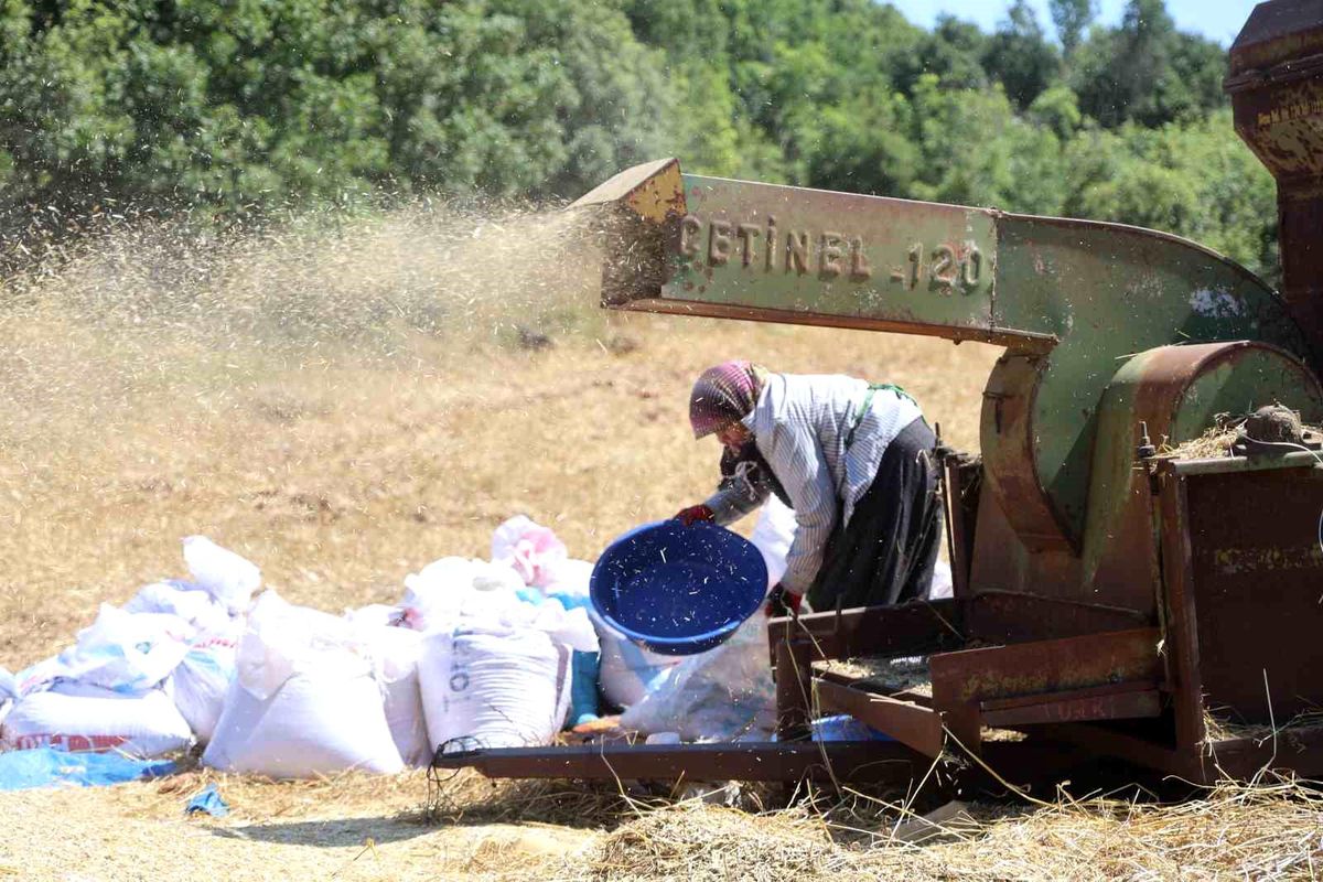 Hataylı çiftçilerin kavurucu sıcakta tozlu mesaisi sürüyor