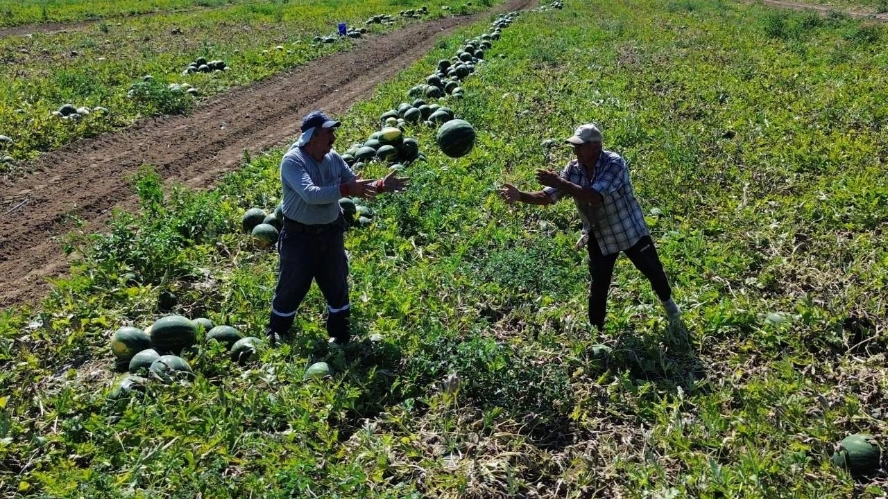 Türkiye'nin en hafifi kara toprakta yetişiyor: Tanesi tarlada 5 liradan gidiyor