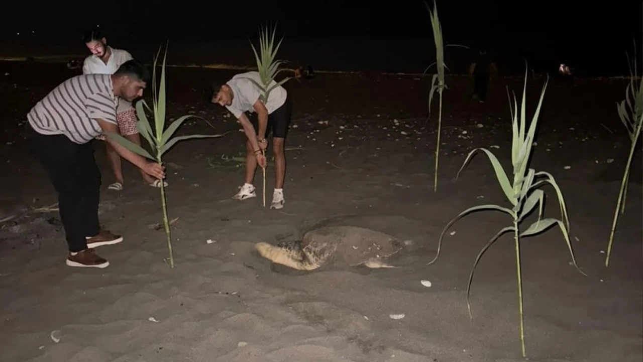 Duyarlı gençler sahilde yuva yapan caretta carettayı koruma altına aldı