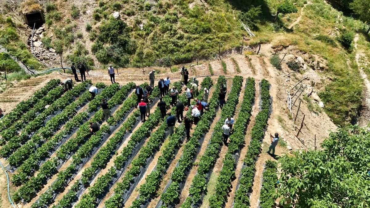 Siirt'te çilek hasadı yapıldı