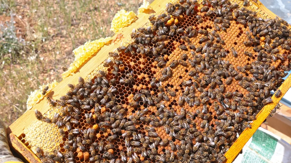 Mideyi rahatlatan Malatya keven balında büyük müjde: Tam 65 ton bekleniyor!