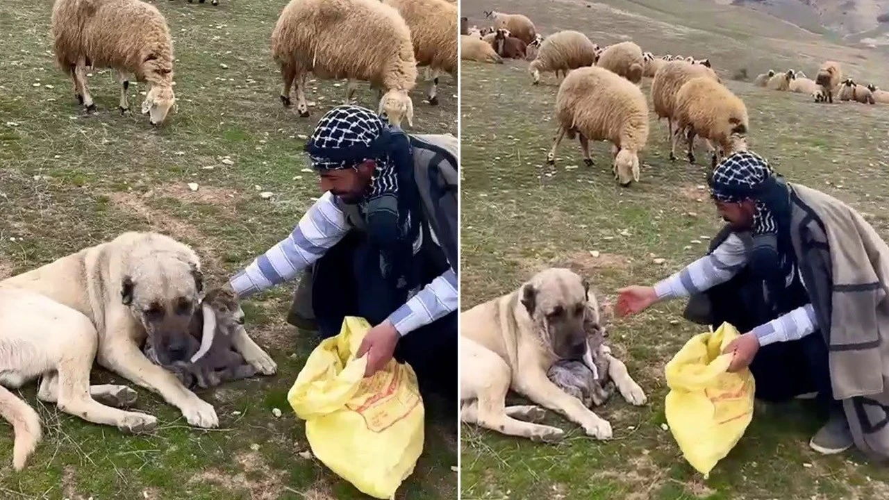 Sivas'ta koyunların yanındaki 1 tane kuzunun yanından bir an olsun ayrılmadı! İşin aslı herkesi ağlattı