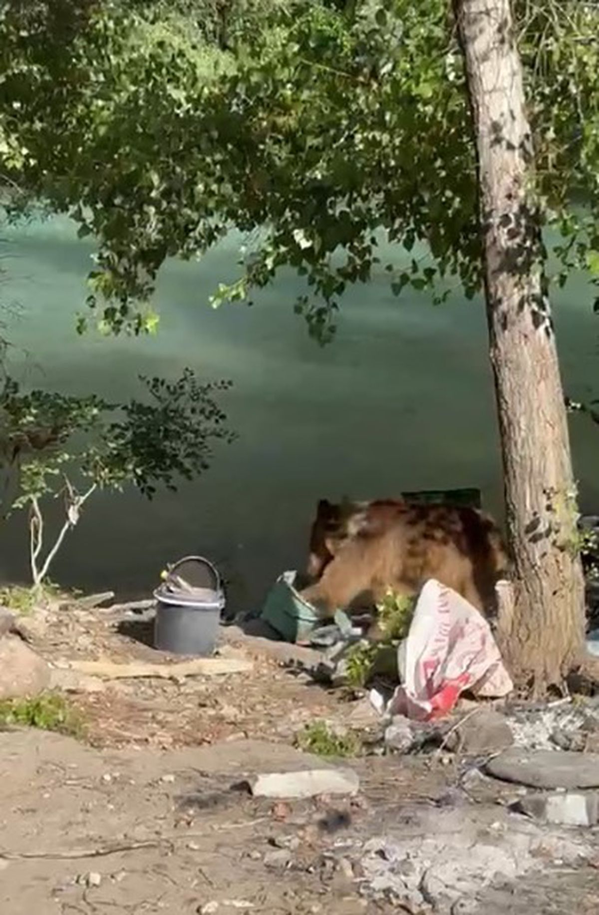 Ovacık’ta piknikçilere bozayı sürprizi