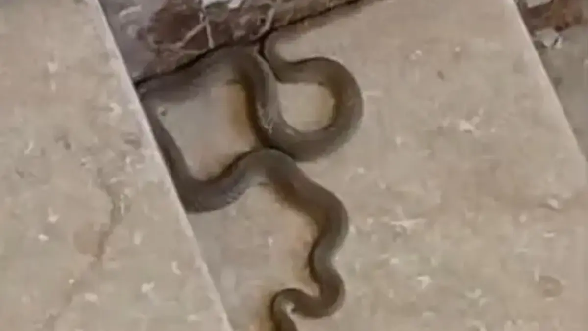 Gören şoke oldu! Apartmanda yılan paniği