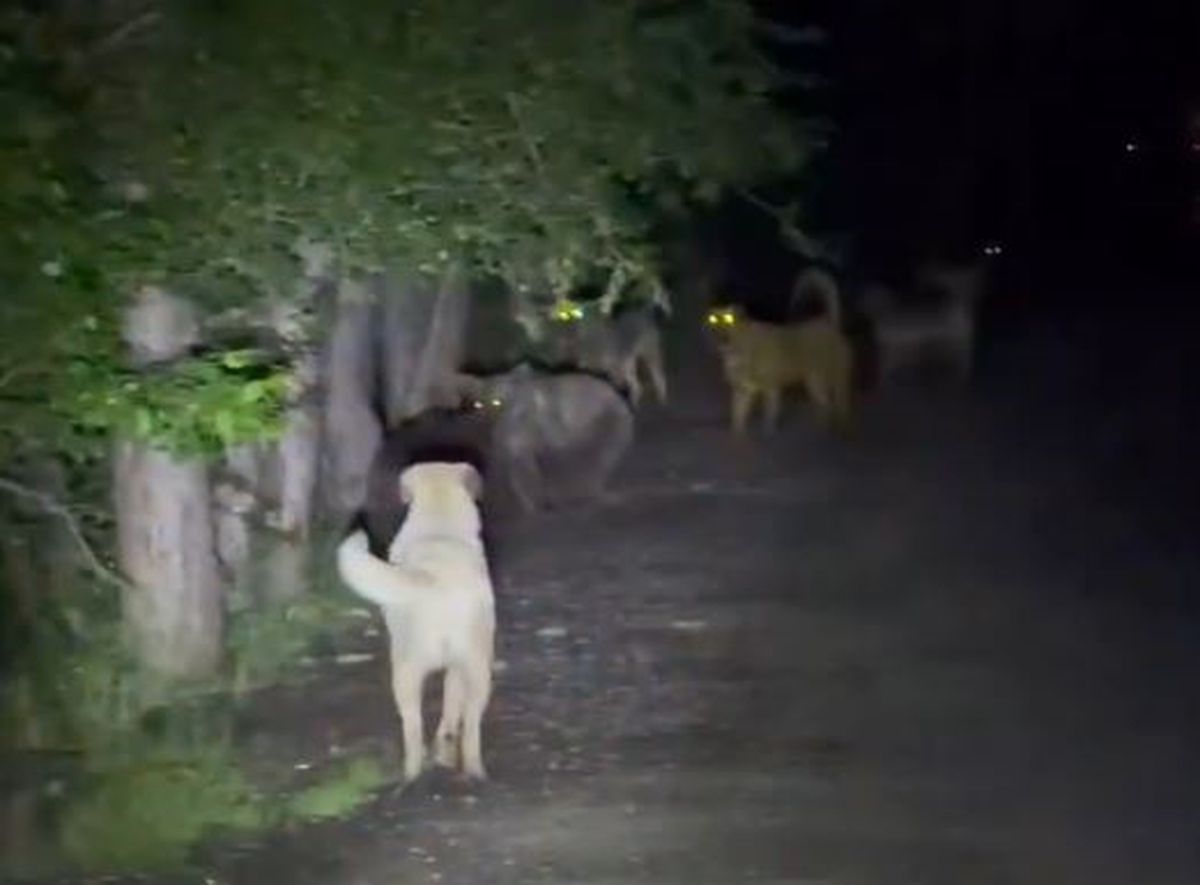 Kızılcahamam'da başıboş köpeklerin, ayılarla karşı karşıya geldiği anlar kamerada