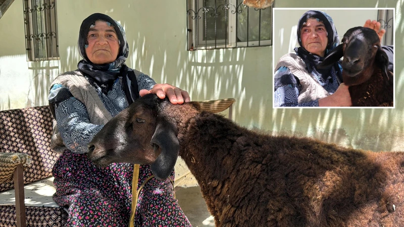 Kurbanlık firarda: 20 gün sonra 40 kilometre uzaklıktaki yaylada bulundu