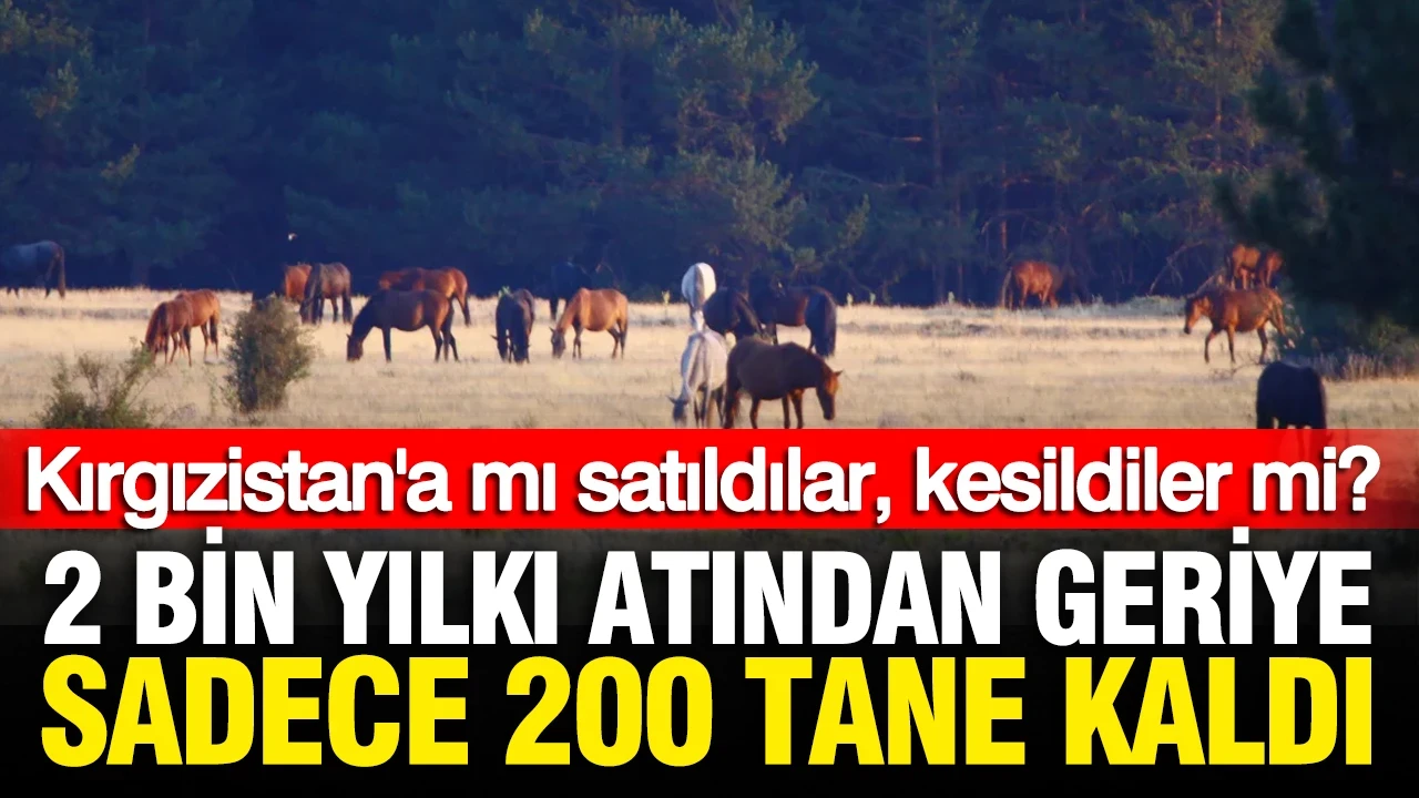 Yılkı atları gizemli şekilde yok oldu iddiası: Kırgızistan'a mı satıldılar, kesildiler mi?