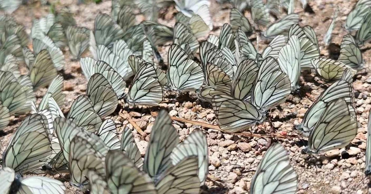 Nemrut Krater Gölü'nde yüzlerce alıç kelebeği toprağa kondu: 20 yılda ilk kez