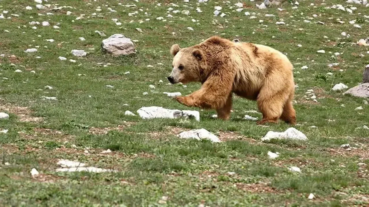 Evinin önünde uyurken ayı saldırdı, yaşlı adam hayatını kaybetti