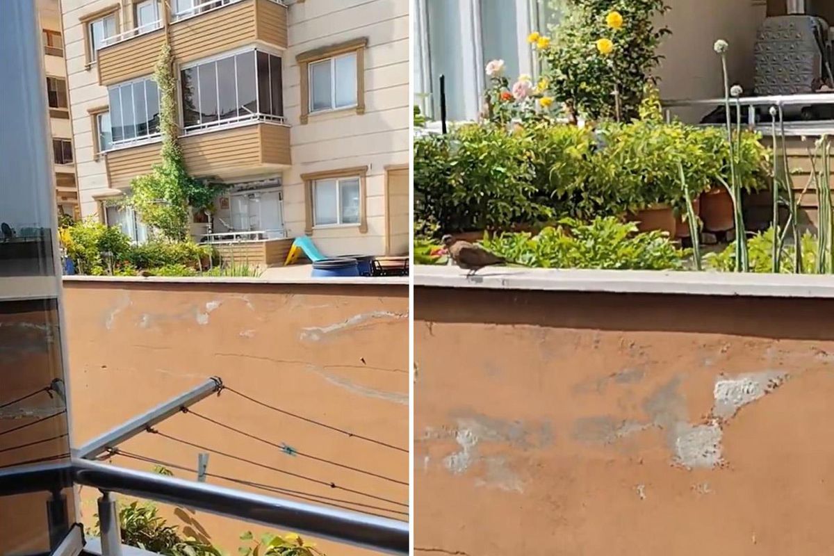 "Yok artık" diyeceksiniz! İki kez evlenip boşandı, nedenini bakın neye bağladı