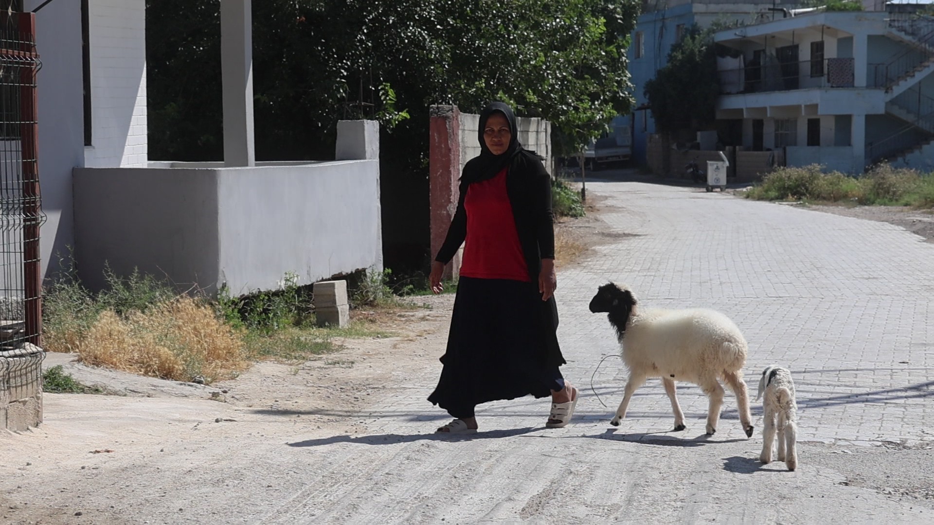 Evladını lösemiden kaybeden anne, teselliyi peşinden ayrılmayan kuzuda buldu