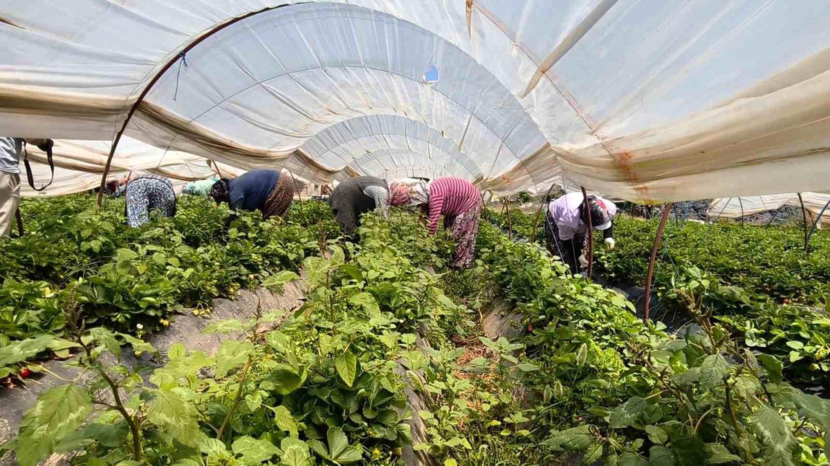 Aydın'da kavurucu sıcakta çilek mesaisi