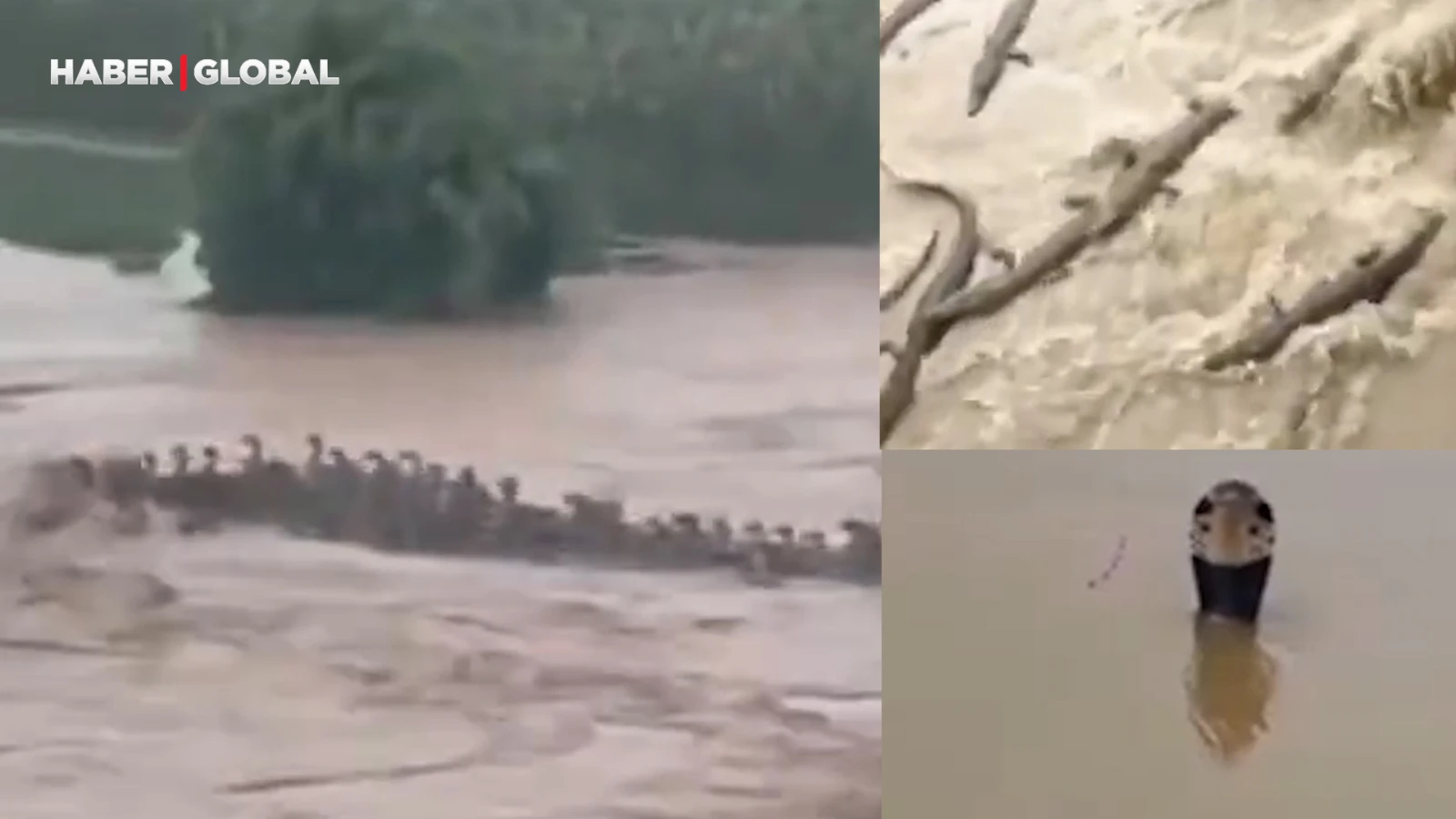 Çin’de sel felaketi kabusu! 900 zehirli yılan kaçtı, ortalık karıştı!