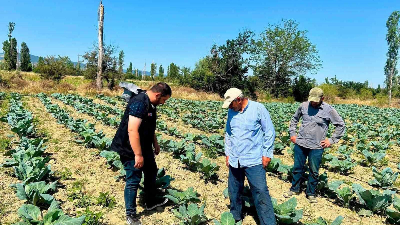 Tarım müdürlüğünden üreticilere teknik destek