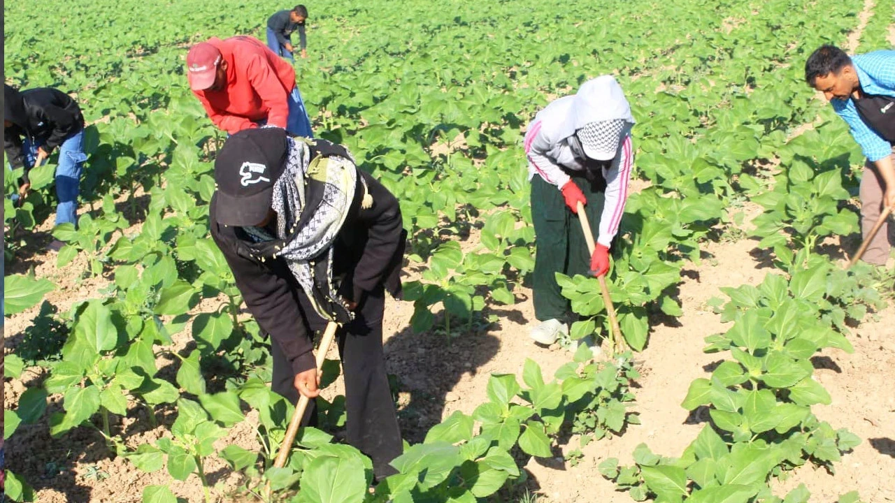 600 kilometrelik ekmek kavgası: Herkes uyurken onlar tarlada