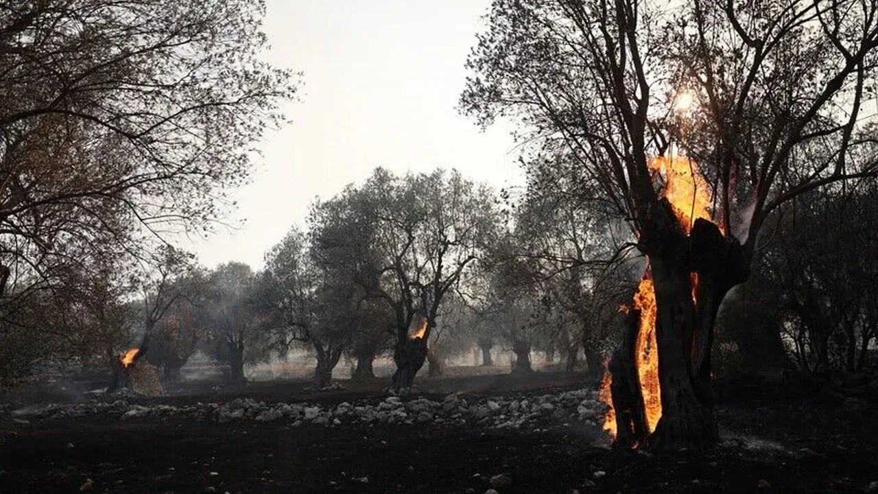 Yunanistan alevlere teslim: Serez'de evler boşaltılıyor, Midilli'de zeytinlikler yanıyor