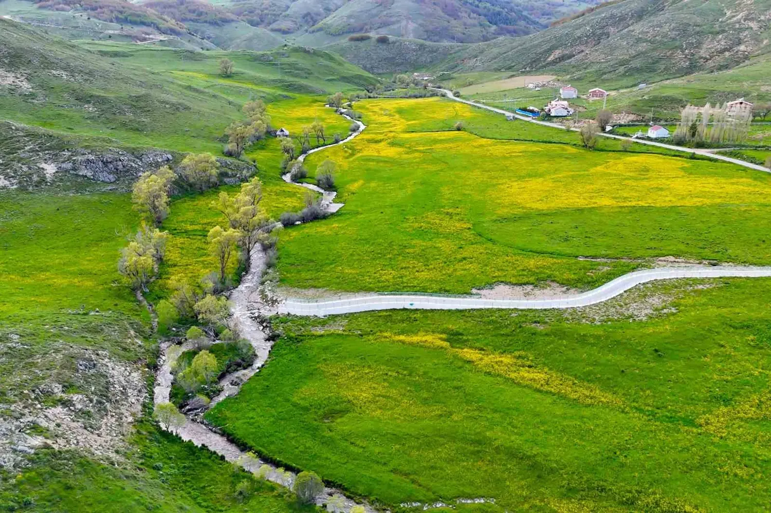 Sadece 20 gün sürüyor! Türkiye'nin saklı vadisi sarı çiçeklerle kaplandı