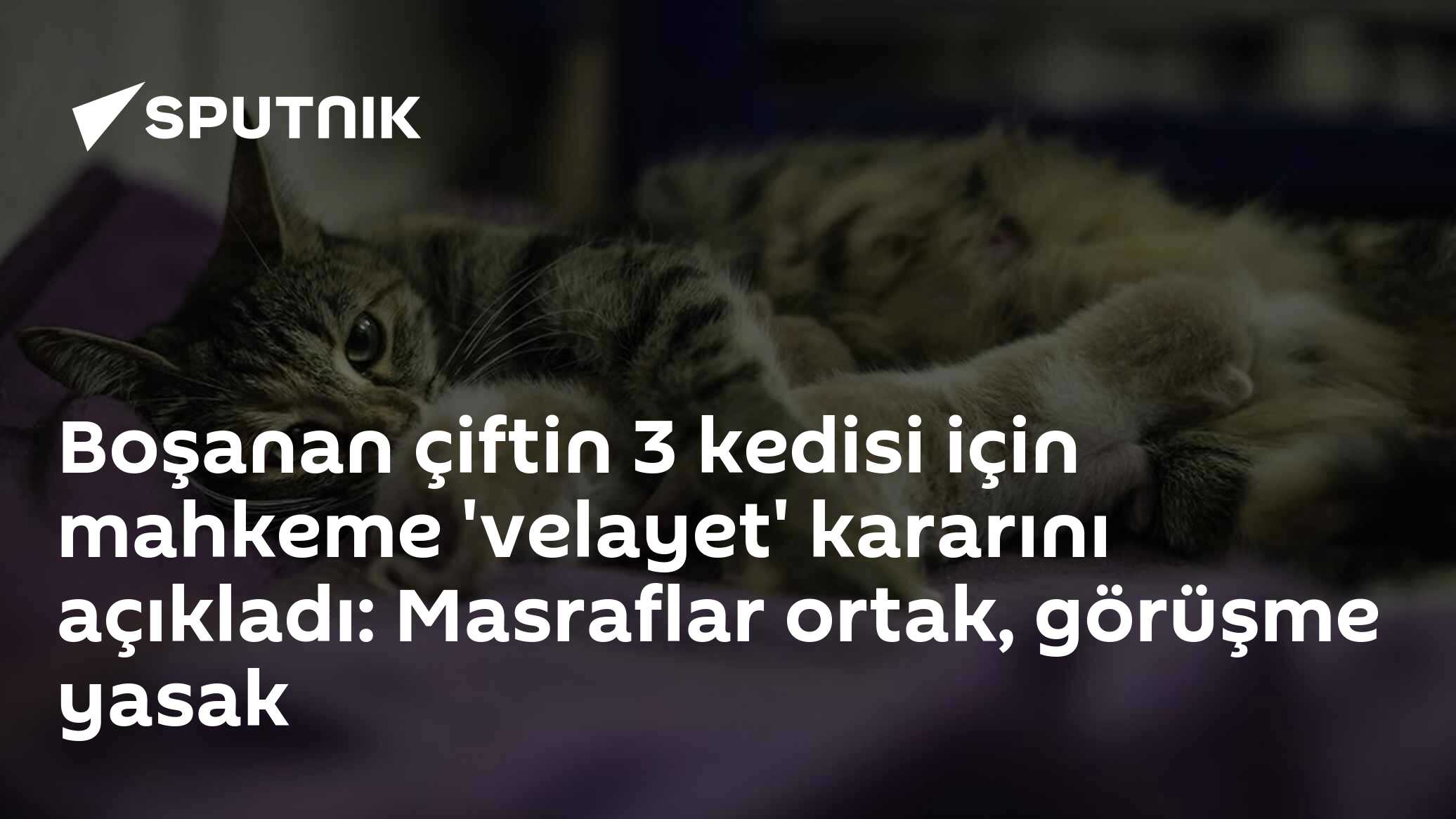 Boşanan çiftin 3 kedisi için mahkeme 'velayet' kararını açıkladı: Masraflar ortak, görüşme yasak