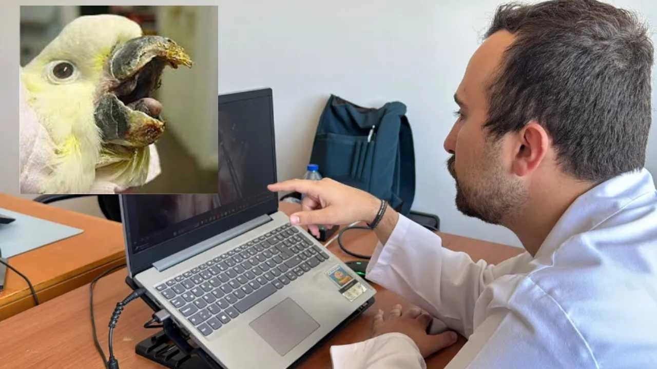 Bilim insanları kuşlardaki o gizemli hastalığın peşinde: Yeni bir tür çıkabilir!