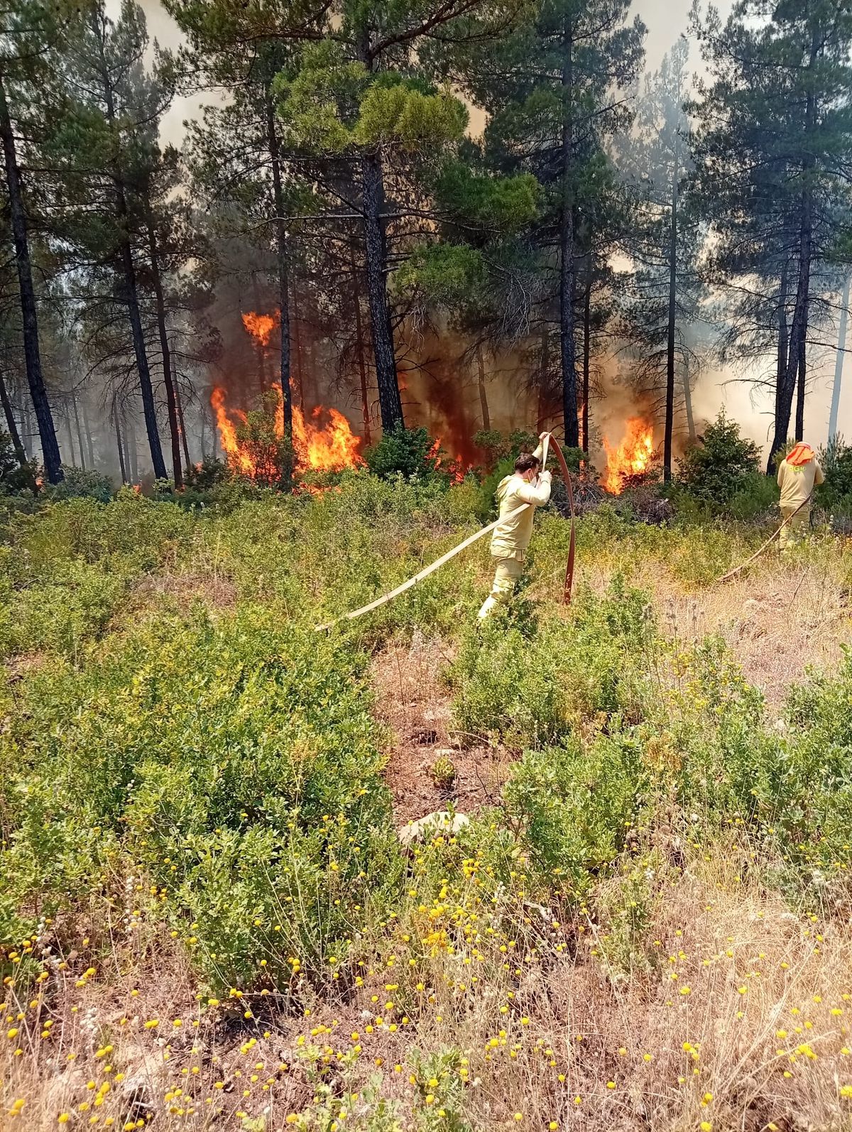Bursa'da orman yangını