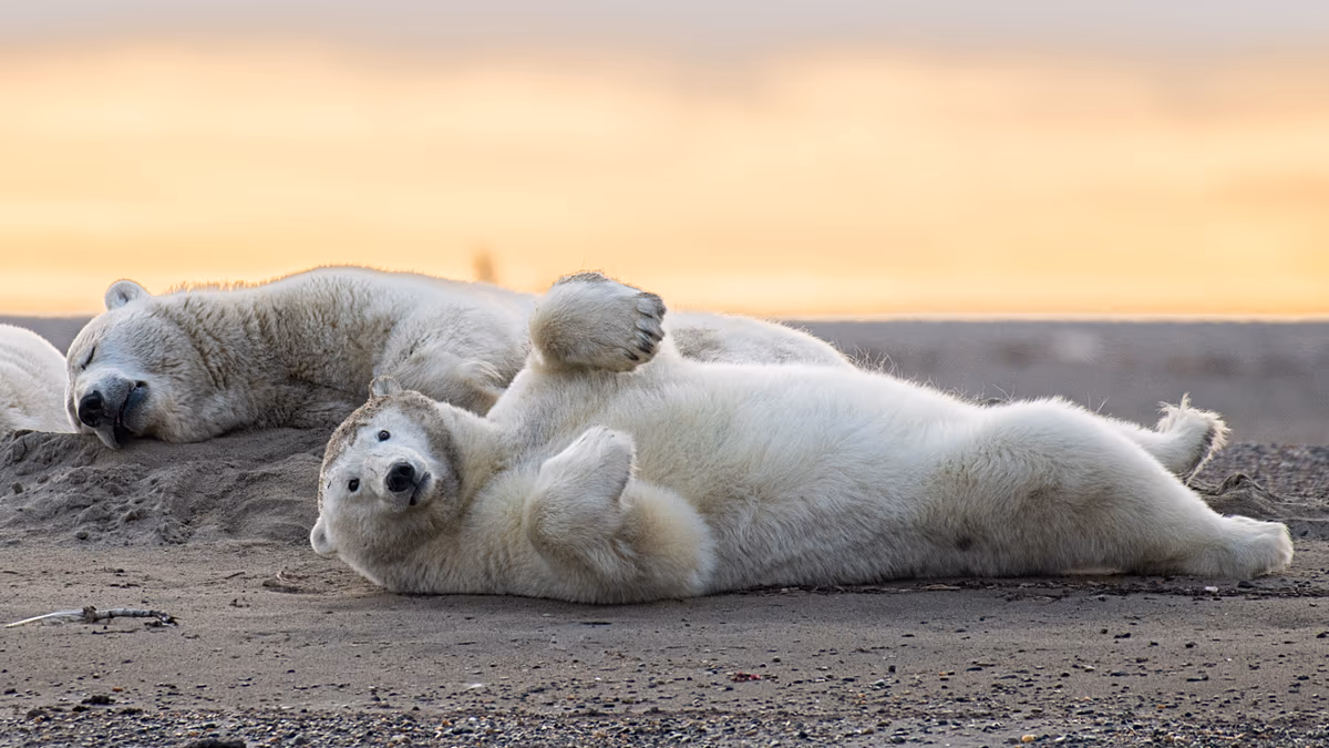 Alaska'daki küçük köy, kutup ayısı turizmini canlandırmaya çalışıyor