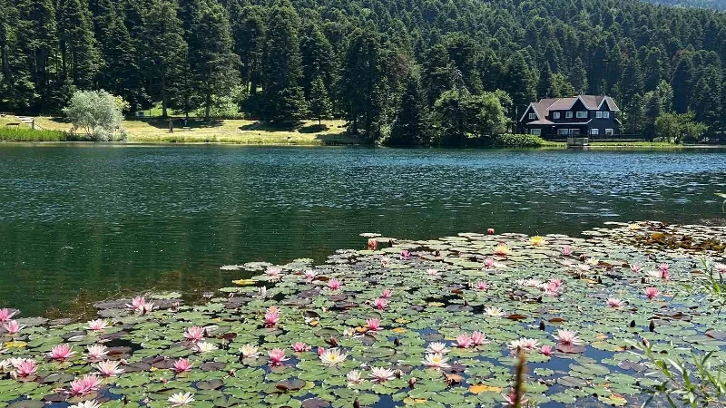 Bolu’da bu çiçeği koparmanın cezası bir araba parası: Bakmak serbest dokunmak yasak