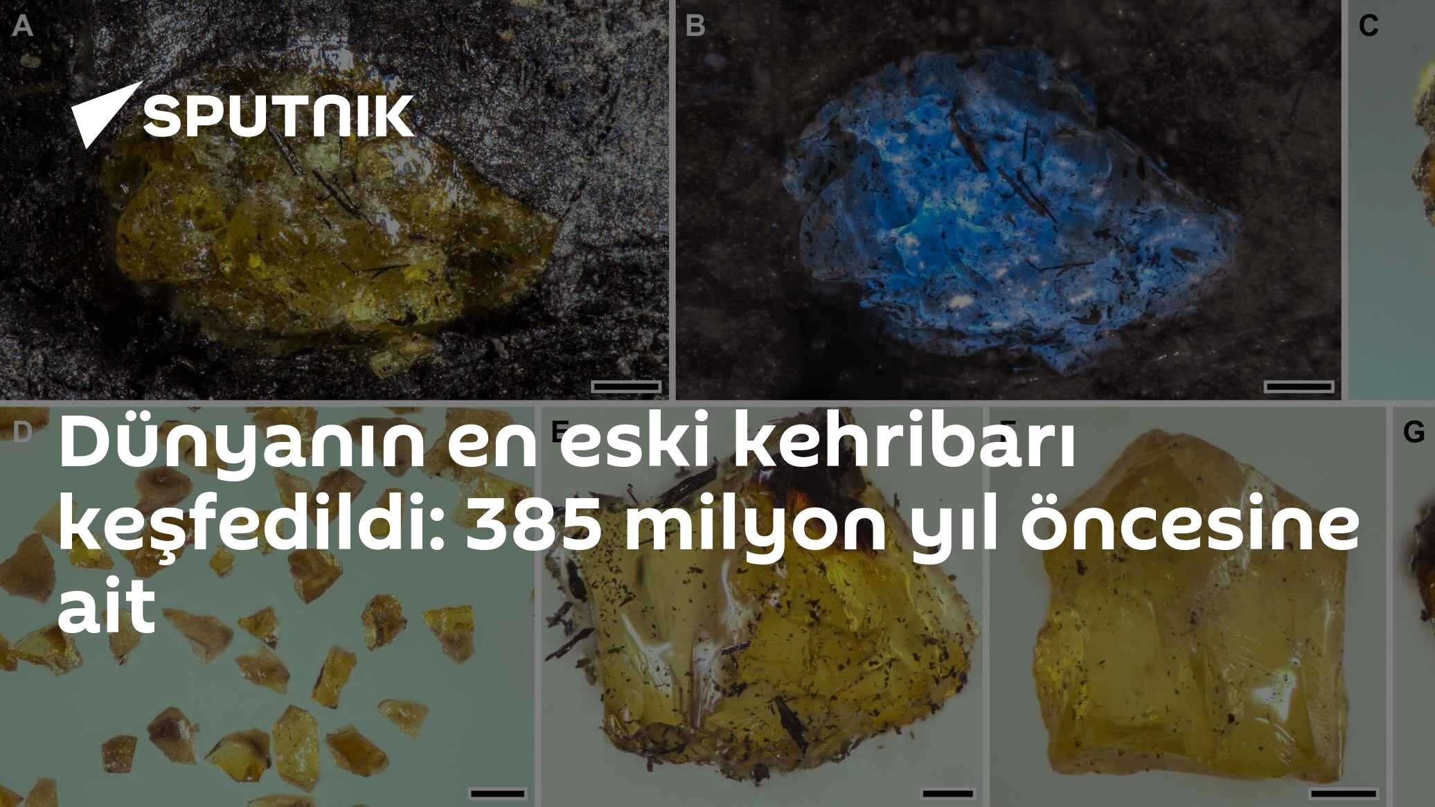 Dünyanın en eski kehribarı keşfedildi: 385 milyon yıl öncesine ait