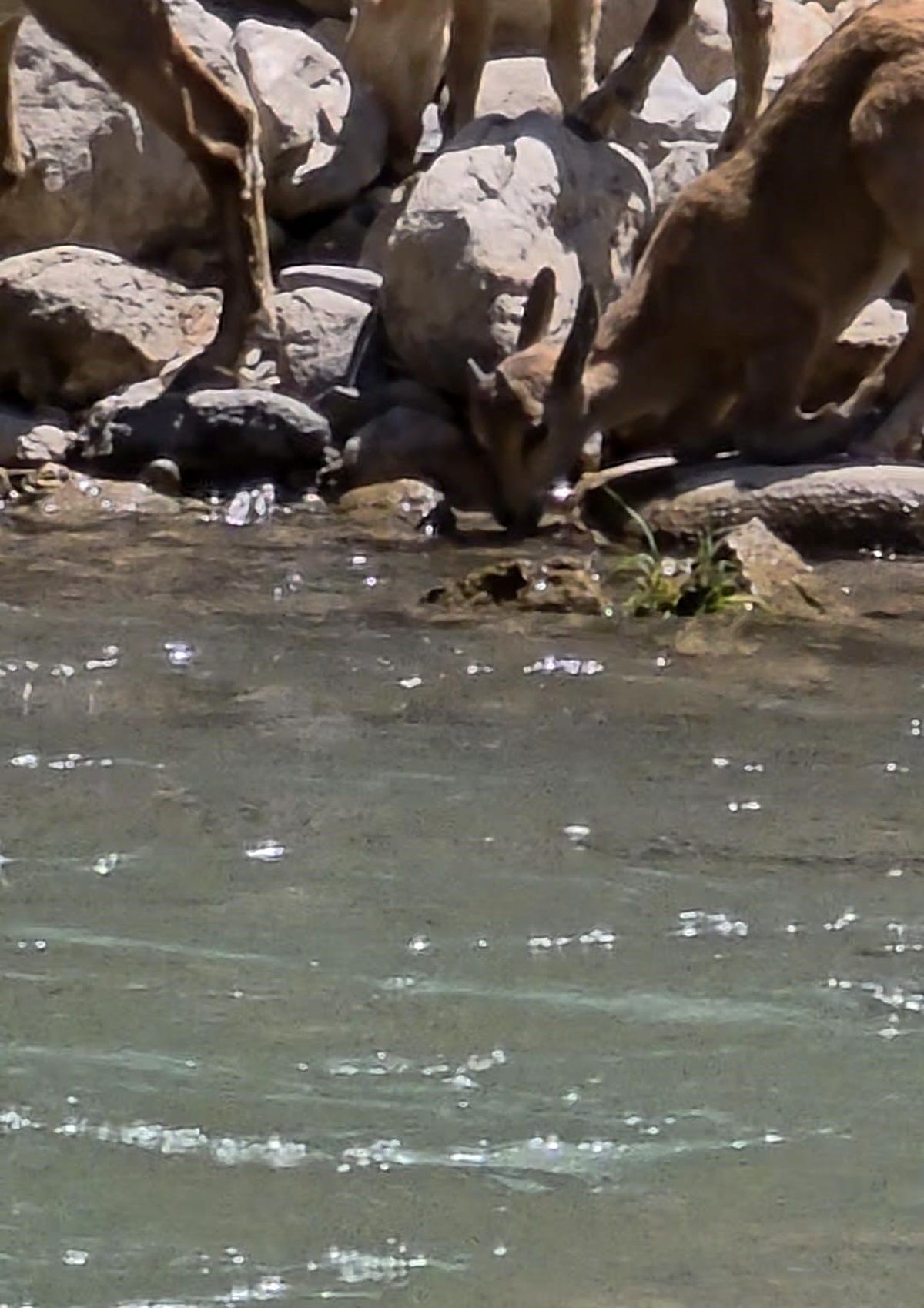 Tunceli'de koruma altındaki dağ keçileri görüntülendi