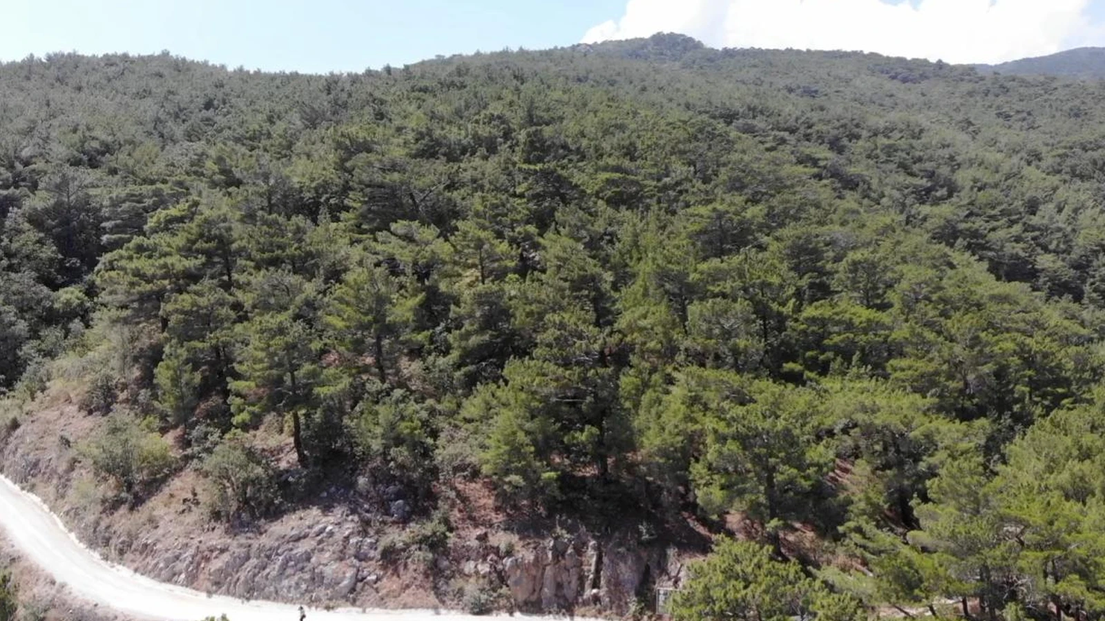 Erzurum'da ormanlık alanlara giriş yasaklandı