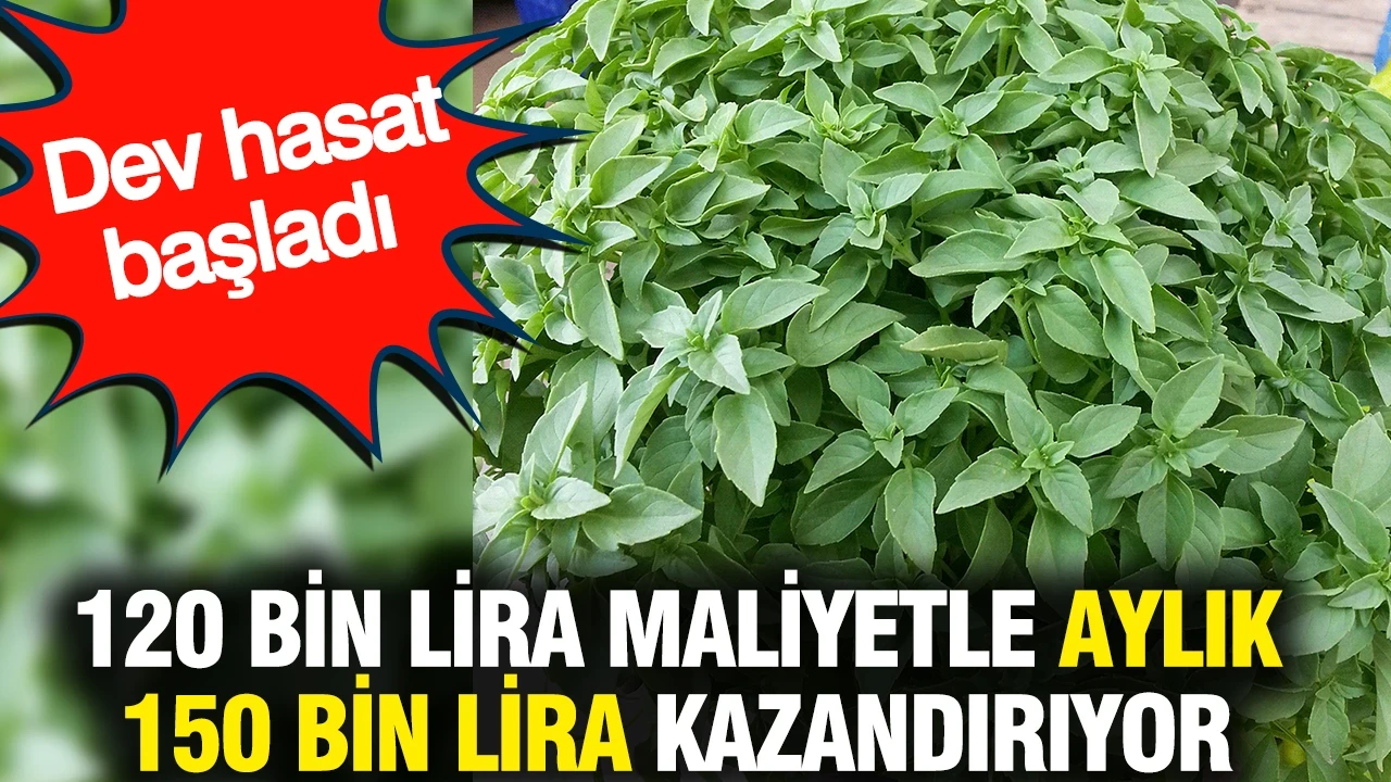 120 bin lira maliyetle aylık 150 bin lira kazandırıyor: Dev hasat başladı
