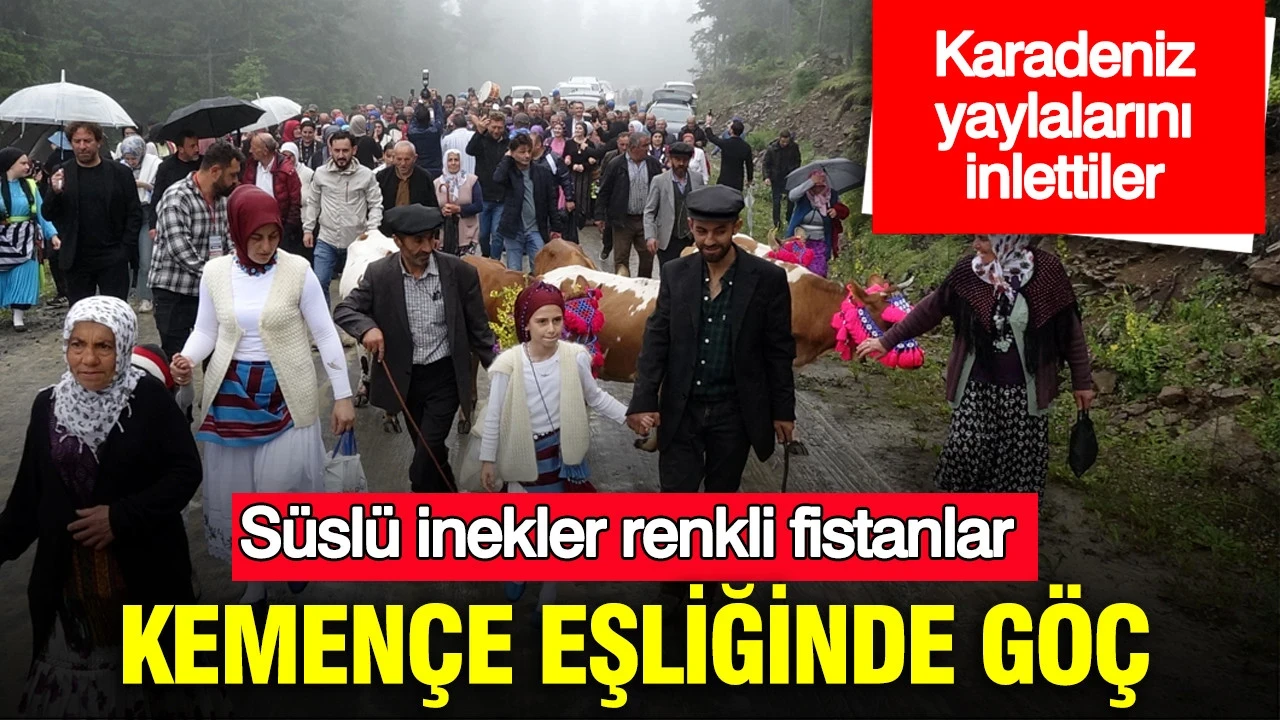 Süslü inekler, renkli fistanlar: Kemençe eşliğinde göç: Karadeniz yaylalarını inlettiler