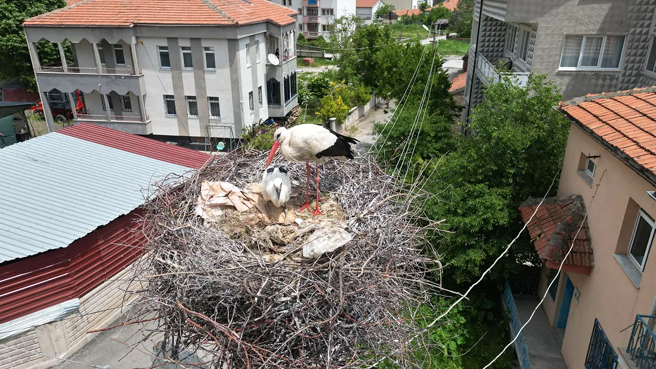 Sivas Şarkışla'da 'leylekli mahalle' sakinlerinden örnek karar: Yuvalı direkler kaldırılmayacak