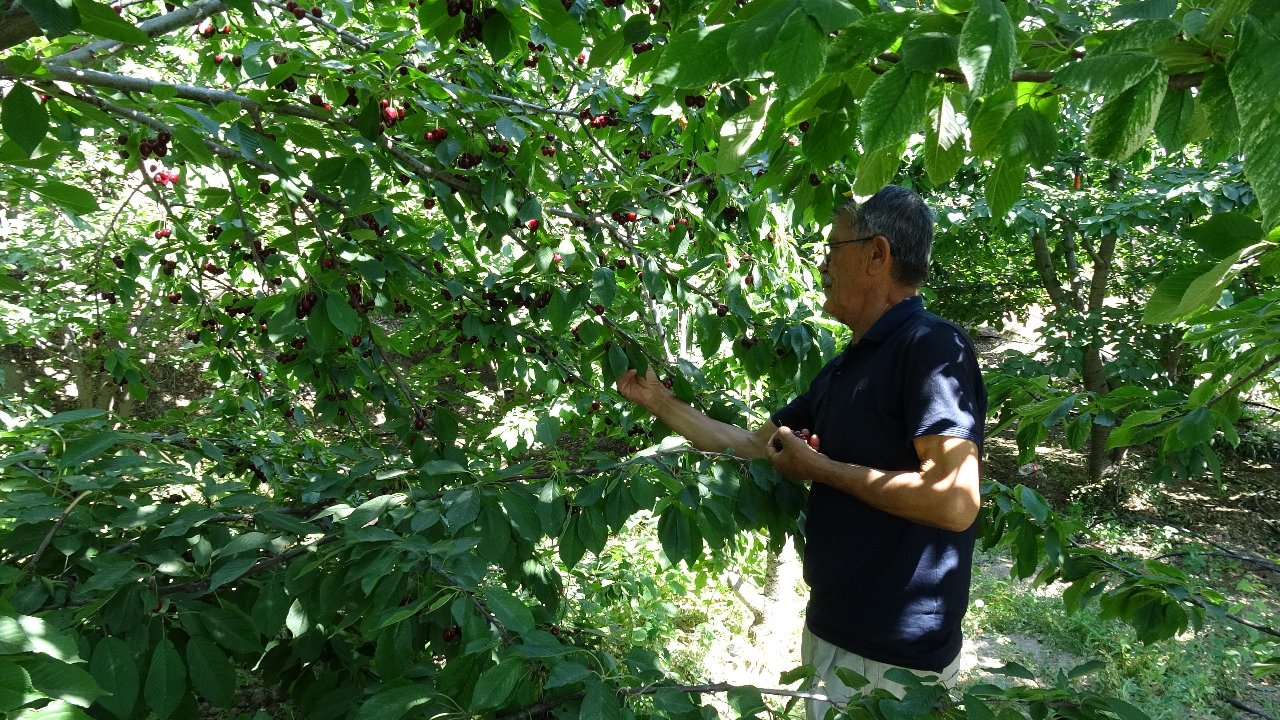 Dalbastı kirazında yılın son hasadı! Tarla fiyatı 120 TL'ye kadar çıkıyor