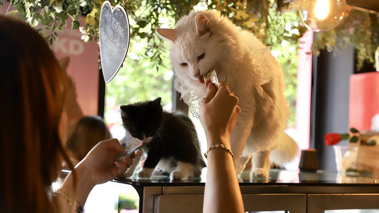Bu Kafede Ev Sahibi Kediler: Kahve Kokusu ve Kedi Mırıltısı Bir Arada