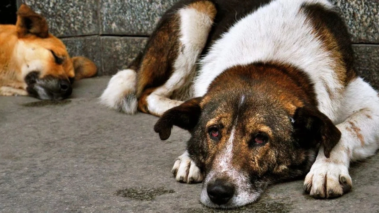 Valilik tüm sokak köpeklerinin toplandığını duyurdu: Gözden kaçanları arıyorlarmış