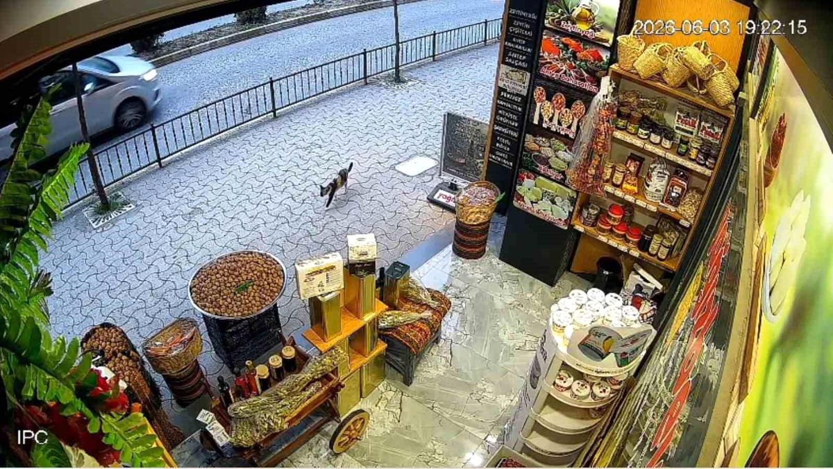 Giresun'da kedinin devirdiği çuvaldaki cevizleri yoldan geçen vatandaşlar topladı