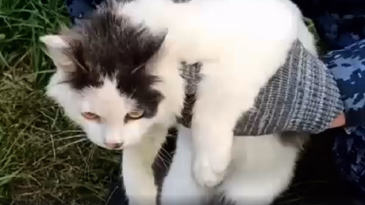 Rusya'da cezaevine uyuşturucu sokmak için kullanılan kedi yakalandı